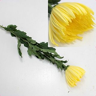 ○洋菊　マレーシア産（規格：２Ｌサイズ）・１０本黄色系おまかせ　黄色系おまかせ　※まとめ割　対象商品※|菊類各種|まとめ割　対象商品（5〜9束で5％引き・10〜19束で10％引き・20束以上で20％引