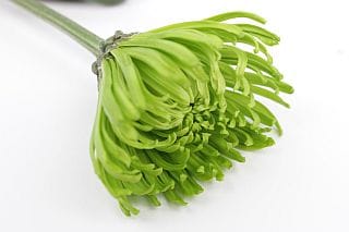 ○洋菊　マレーシア産（規格：２Ｌサイズ）・１０本グリーン系おまかせ　グリーン系おまかせ　※まとめ割　対象商品※|菊類各種|まとめ割　対象商品（5〜9束で5％引き・10〜19束で10％引き・20束以上で