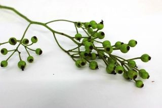 ○枝物・ノバラ　国産（規格：〜５０ｃｍサイズ）・約１０本　　※まとめ割　対象商品※|ネイティブフラワー・枝物各種|まとめ割　対象商品（5〜9束で5％引き・10〜19束で10％引き・20束以上で20％引