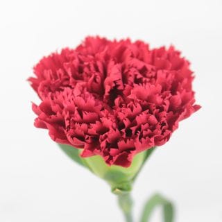 △☆お値下げしました☆カーネーション・輪　中国産（規格：６０ｃｍ特サイズ）・１０本赤　マスター　※まとめ割　対象商品※|オールシーズン|まとめ割　対象商品（5〜9束で5％引き・10〜19束で10％引き
