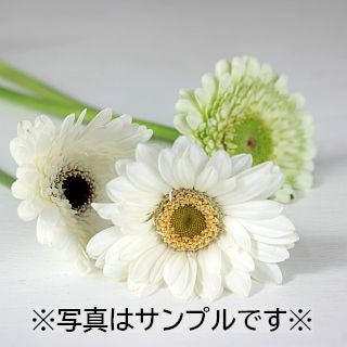 △ガーベラ　国産（規格：４０〜５０ｃｍ秀サイズ）・約１０本白系おまかせ白系おまかせ　※まとめ割　対象商品※|オールシーズン|まとめ割　対象商品（5〜9束で5％引き・10〜19束で10％引き・20束以上
