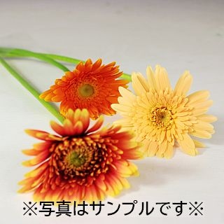 △☆お値下げしました☆ガーベラ　国産（規格：４０〜５０ｃｍ秀サイズ）・約１０本オレンジ系おまかせオレンジ系おまかせ　※まとめ割　対象商品※|オールシーズン|まとめ割　対象商品（5〜9束で5％引き・10