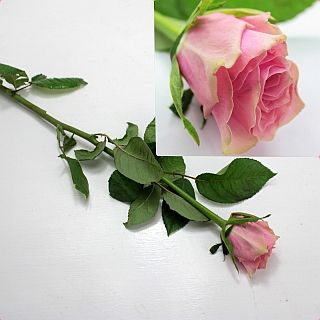 △☆お値下げしました☆バラ　ケニア産（規格：６０ｃｍＡ１サイズ）・１０本ピンク　アテナロイヤル|バラ(１００本売りのバラはこちらからご覧下さい)