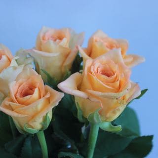 △☆お値下げしました☆バラ　国産（規格：５０ｃｍサイズ）・１０本オレンジ　フェスティボ|バラ(１００本売りのバラはこちらからご覧下さい)