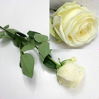 △バラ　国産（規格：Ａ５０ｃｍサイズ）・１０本白　アウ゛ァランチェ＋|バラ(１００本売りのバラはこちらからご覧下さい)