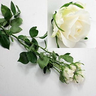 △バラ・スプレー　国産（規格：４０ｃｍ秀サイズ）・５本白バンビーナホワイト|バラ(１００本売りのバラはこちらからご覧下さい)