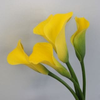 △☆お値下げしました☆カラー　国産（規格：秀３〜４０ｃｍサイズ）・５本黄色　ゴールドラベル　※まとめ割　対象商品※|その他の花|まとめ割　対象商品（5〜9束で5％引き・10〜19束で10％引き・20束