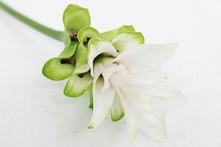 △☆お値下げしました☆クルクマ　国産（規格：３０ｃｍ秀サイズ）・１０本白〜淡ピンク　プーディンプリンセス　※まとめ割　対象商品※|その他の花|まとめ割　対象商品（5〜9束で5％引き・10〜19束で10