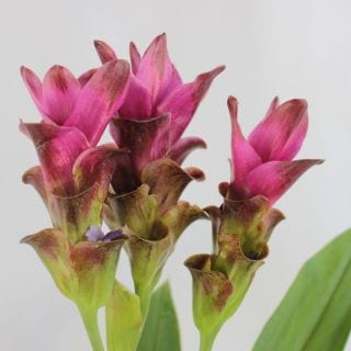 △クルクマ　国産（規格：４０ｃｍ秀サイズ）・１０本濃いピンク　アロマ　※まとめ割　対象商品※|その他の花|まとめ割　対象商品（5〜9束で5％引き・10〜19束で10％引き・20束以上で20％引き）