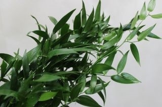 △葉物・イタリアンルスカス　イタリア産（規格：６０〜５０ｃｍサイズ）・１０本緑　　※まとめ割　対象商品※|小花・葉物各種|まとめ割　対象商品（5〜9束で5％引き・10〜19束で10％引き・20束以上で