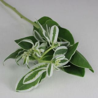 △☆お値下げしました☆葉物・ハツユキソウ　国産（規格：Ｂサイズ）・５本緑×白　　※まとめ割　対象商品※|小花・葉物各種|まとめ割　対象商品（5〜9束で5％引き・10〜19束で10％引き・20束以上で2