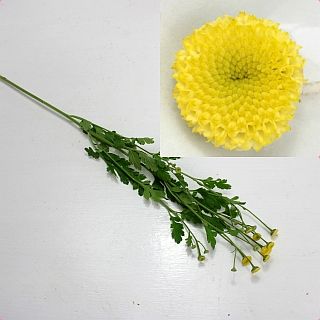 △マトリカリア　国産（規格：Ｓ４０ｃｍサイズ）・１０本黄色　イエローベグモ　※まとめ割　対象商品※|小花・葉物各種|まとめ割　対象商品（5〜9束で5％引き・10〜19束で10％引き・20束以上で20％