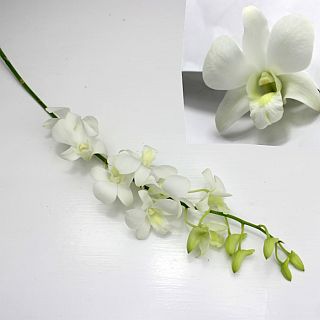 △☆お値下げしました☆デンファレ　タイ産（規格：Ｌサイズ）・１０本白　ビックホワイト　※まとめ割　対象商品※|ユリ・ラン各種|まとめ割　対象商品（5〜9束で5％引き・10〜19束で10％引き・20束以