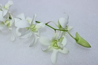 △☆お値下げしました☆デンファレ　国産（規格：３０ｃｍ秀サイズ）・４〜５本(ほぼ５本)白　ジャックハワイ　※まとめ割　対象商品※|ユリ・ラン各種|まとめ割　対象商品（5〜9束で5％引き・10〜19束で