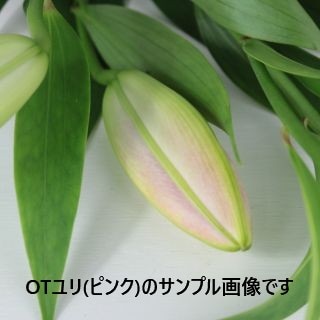 △ユリOT　国産（規格：９０ｃｍ優５〜６輪サイズ）・２本ピンク　スーパーマスター　※まとめ割　対象商品※|ユリ・ラン各種|まとめ割　対象商品（5〜9束で5％引き・10〜19束で10％引き・20束以上で