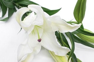 △ユリOT　国産（規格：良８０ｃｍ５〜６輪サイズ）・５本白　カサブランカ　※まとめ割　対象商品※|ユリ・ラン各種|まとめ割　対象商品（5〜9束で5％引き・10〜19束で10％引き・20束以上で20％引