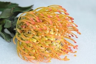 ◇ネイティブフラワー・ピンクッション　南アフリカ産（規格：７０ｃｍサイズ）・１本オレンジ　アヨバサン　※まとめ割　対象商品※|ネイティブフラワー・枝物各種|まとめ割　対象商品（5〜9束で5％引き・10