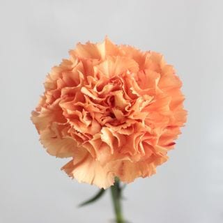 △☆お値下げしました☆カーネーション・輪☆小分け価格☆　コロンビア産（規格：６５ｃｍサイズ）・５本　オレンジ　※まとめ割　対象商品※|オールシーズン|まとめ割　対象商品（5〜9束で5％引き・10〜19