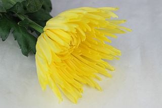 △洋菊　ベトナム産（規格：７０ｃｍサイズ）・１０本　アナスタシアサニー　※まとめ割　対象商品※|菊類各種|まとめ割　対象商品（5〜9束で5％引き・10〜19束で10％引き・20束以上で20％引き）