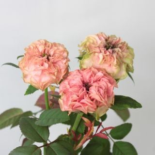 ◇☆セレクト品☆バラ　国産（規格：秀３０ｃｍサイズ）・約１０本　ラロック|バラ(１００本売りのバラはこちらからご覧下さい)