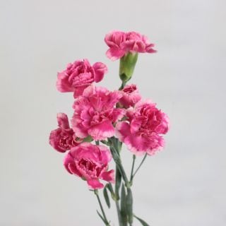 ☆アウトレット☆カーネーション・スプレー　ベトナム産（規格：６０ｃｍ４輪サイズ）・１０本　コスモチェリー　※まとめ割　対象商品※