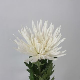 ◇☆最終セール☆洋菊　マレーシア産（規格：２Ｌサイズ）・約4〜5本(ほぼ5本)白　アナスタシア系　※まとめ割　対象商品※
