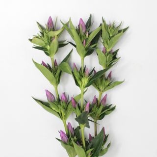 ○☆お値下げしました☆リンドウ　国産　５本（規格：８０ｃｍサイズ）・ピンク　ファーストラブ　※まとめ割　対象商品※