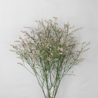 ○☆最終セール☆小花・リモニューム　国産　５本（規格：７０ｃｍサイズ）・ピンク　ホットフラミンゴ　※まとめ割　対象商品※|小花・葉物各種|まとめ割　対象商品（5〜9束で5％引き・10〜19束で10％引