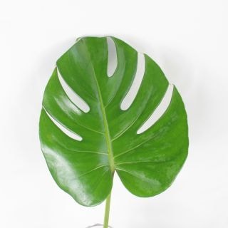 ○☆お値下げしました☆葉物・モンステラ　マレーシア産　５本（規格：２Ｓサイズ）・緑　葉径20cm　※まとめ割　対象商品※|小花・葉物各種|まとめ割　対象商品（5〜9束で5％引き・10〜19束で10％引