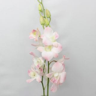 ○☆お値下げしました☆デンファレ　タイ産　５本（規格：Ｌサイズ）クリスティーナオレンジ　※まとめ割　対象商品※
