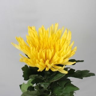 ○☆お値下げしました☆洋菊　マレーシア産　約4〜5本(ほぼ5本)（規格：２Ｌサイズ）・黄色　アナスタシア系　※まとめ割　対象商品※
