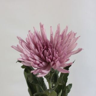 ○☆最終セール☆洋菊　マレーシア産　約4〜5本(ほぼ5本)（規格：２Ｌサイズ）・ピンク　アナスタシア系　※まとめ割　対象商品※
