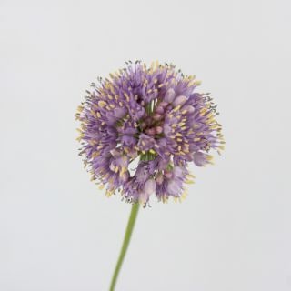 △☆セレクト品☆アリウム　国産（規格：秀４０ｃｍサイズ）・１０本　メデューサズヘアー(開花気味)