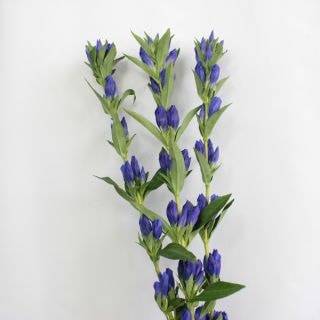 ◇リンドウ　国産・１０本（規格：８０ｃｍ秀サイズ）紫　藍の風　※まとめ割　対象商品※
