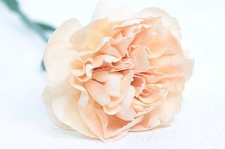 ○カーネーション　１０本　国産（規格：秀６５ｃｍサイズ）オレンジ　カエデ　※まとめ割　対象商品※|オールシーズン|まとめ割　対象商品（5〜9束で5％引き・10〜19束で10％引き・20束以上で20％引