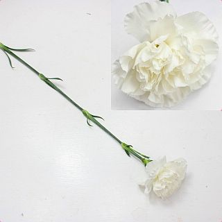 ○カーネーション　１０本　国産（規格：優６０〜６５ｃｍサイズ）白　ムーンライト　※まとめ割　対象商品※|オールシーズン|まとめ割　対象商品（5〜9束で5％引き・10〜19束で10％引き・20束以上で2