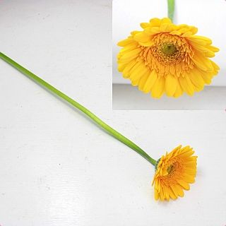 ○ガーベラ　１０本　国産（規格：秀２Ｌサイズ）黄色　バナナ　※まとめ割　対象商品※|オールシーズン|まとめ割　対象商品（5〜9束で5％引き・10〜19束で10％引き・20束以上で20％引き）