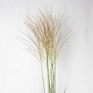 ○☆最終セール☆ススキ　１０本　国産クリーム　（穂付）　※まとめ割　対象商品※