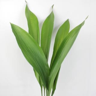 ○葉物・ハラン　１０本　国産青　　※まとめ割　対象商品※|小花・葉物各種|まとめ割　対象商品（5〜9束で5％引き・10〜19束で10％引き・20束以上で20％引き）