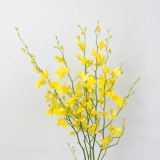 ○オンシジューム　５本　台湾産（規格：２Ｌサイズ）黄色　ダンスキング　※まとめ割　対象商品※|ユリ・ラン各種|まとめ割　対象商品（5〜9束で5％引き・10〜19束で10％引き・20束以上で20％引き）