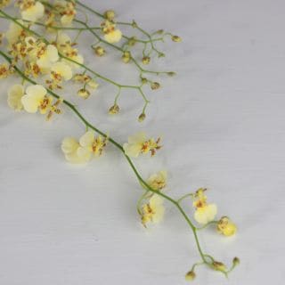 ○オンシジューム　３本　台湾産（規格：３Ｌサイズ）黄色　アデル　※まとめ割　対象商品※|ユリ・ラン各種|まとめ割　対象商品（5〜9束で5％引き・10〜19束で10％引き・20束以上で20％引き）