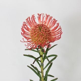 ○☆最終セール☆ネイティブフラワー　１本　南アフリカ産（規格：７０ｃｍサイズ）ピンクッション・サクセッション　※まとめ割　対象商品※