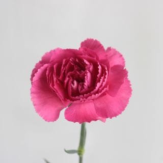 ○カーネーション　１０本　国産（規格：秀６５ｃｍサイズ）ピンク　チェリーダマスカス　※まとめ割　対象商品※|オールシーズン|まとめ割　対象商品（5〜9束で5％引き・10〜19束で10％引き・20束以上