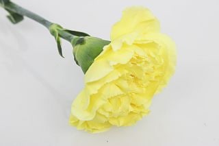 ○カーネーション　１０本　国産（規格：優６０〜６５ｃｍサイズ）黄色　ミモザ　※まとめ割　対象商品※|オールシーズン|まとめ割　対象商品（5〜9束で5％引き・10〜19束で10％引き・20束以上で20％