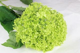 ○アジサイ　１本　国産（規格：８０ｃｍサイズ）緑　アナベルグリーン(花径15〜20cm)　※まとめ割　対象商品※|その他の花|まとめ割　対象商品（5〜9束で5％引き・10〜19束で10％引き・20束以
