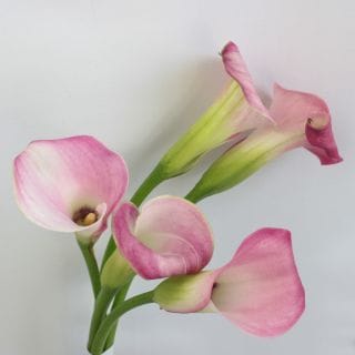 ○カラー　１０本　国産（規格：優３０ｃｍサイズ）ピンク　ザズー　※まとめ割　対象商品※|その他の花|まとめ割　対象商品（5〜9束で5％引き・10〜19束で10％引き・20束以上で20％引き）