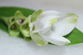 ○☆最終セール☆クルクマ　５本　国産（規格：７０ｃｍ秀サイズ）白　ホワイトカップ　※まとめ割　対象商品※|その他の花|まとめ割　対象商品（5〜9束で5％引き・10〜19束で10％引き・20束以上で20