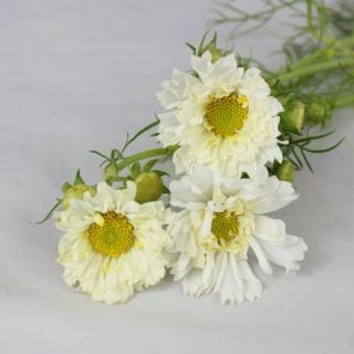 ○コスモス　国産　１０本（規格：７０ｃｍ秀サイズ）ピンク　ダブルクリックスノーパフ　※まとめ割　対象商品※|その他の花|まとめ割　対象商品（5〜9束で5％引き・10〜19束で10％引き・20束以上で2