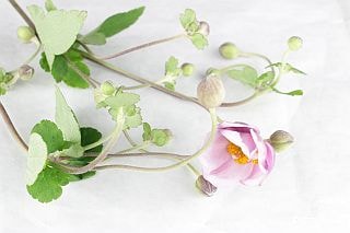 ○シュウメイギク　１０本　国産（規格：６０ｃｍ秀サイズ）赤　　※まとめ割　対象商品※|その他の花|まとめ割　対象商品（5〜9束で5％引き・10〜19束で10％引き・20束以上で20％引き）