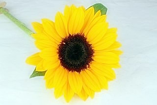 ○ヒマワリ　１０本　国産（規格：秀２Ｓサイズ）オレンジ　サンリッチバレンシア(花径5〜8cm)　※まとめ割　対象商品※|その他の花|まとめ割　対象商品（5〜9束で5％引き・10〜19束で10％引き・2